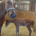 EMBER - filly out of Emma Luke (Owned by Rachel Robinson)